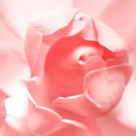 هودکتومی