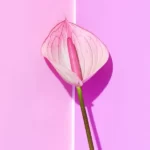 پماد ترمیم کننده بخیه لابیاپلاستی