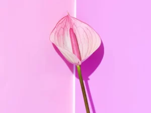 پماد ترمیم کننده بخیه لابیاپلاستی